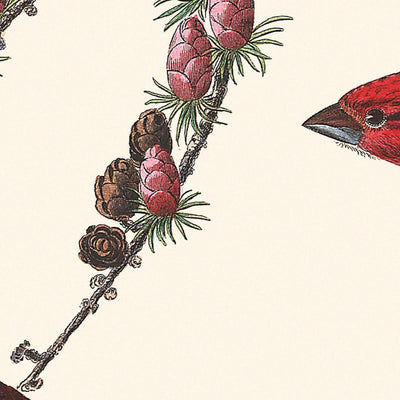 Purple Finch by John James Audubon 1827