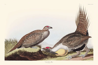 "El gallo de las llanuras", de John James Audubon, 1827