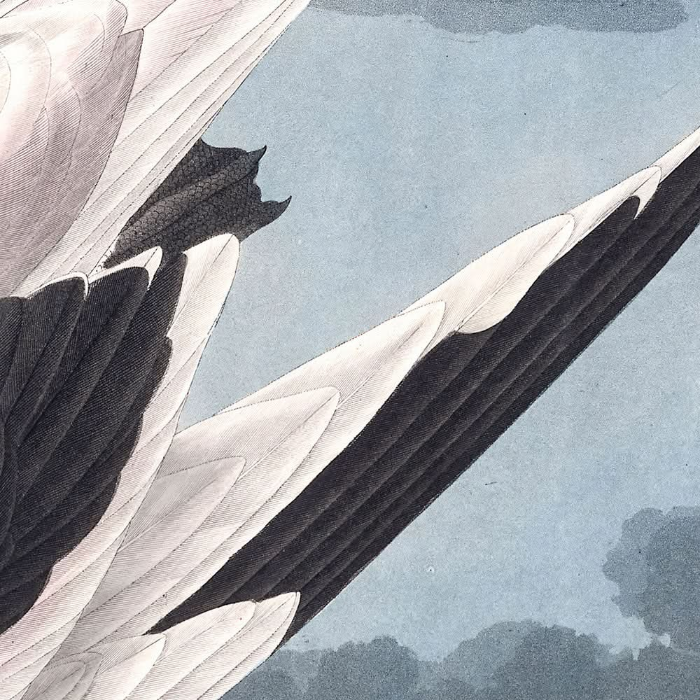 Tropic Bird by John James Audubon, 1827