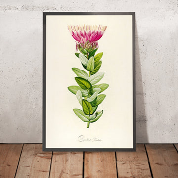 A framed image of Protea (Plate 59) by Pierre Joseph Redouté, 1813