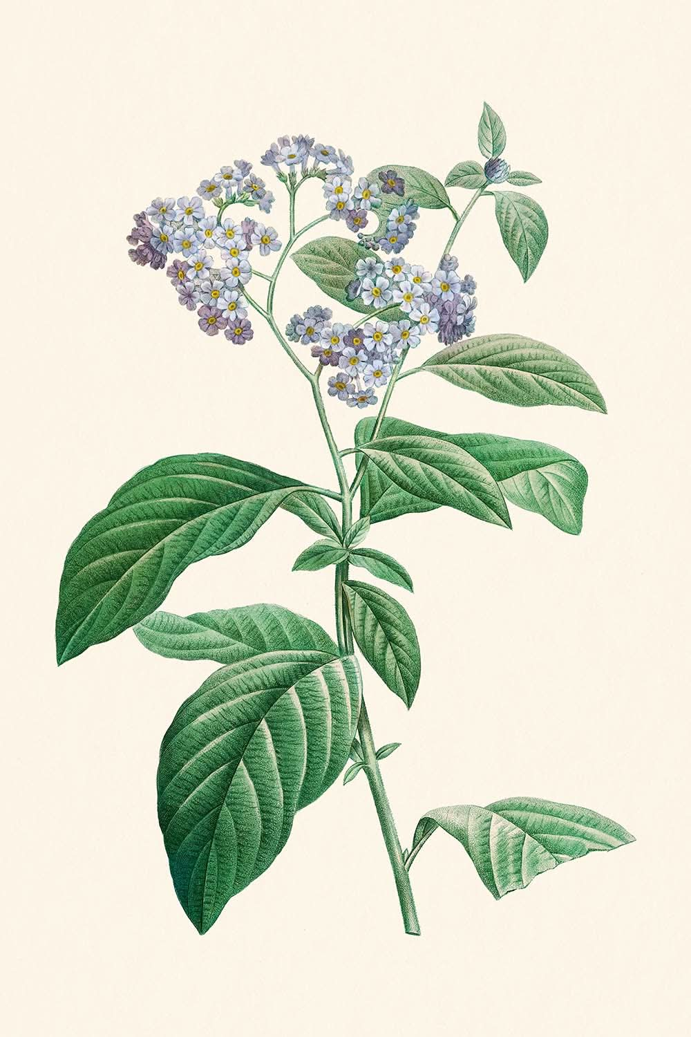 Forget Me Not by Pierre-Joseph Redouté, 1802