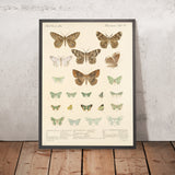 Moths (Lepidoptera: Heterocera, Plate 049) by Frederick DuCane Godman, 1879