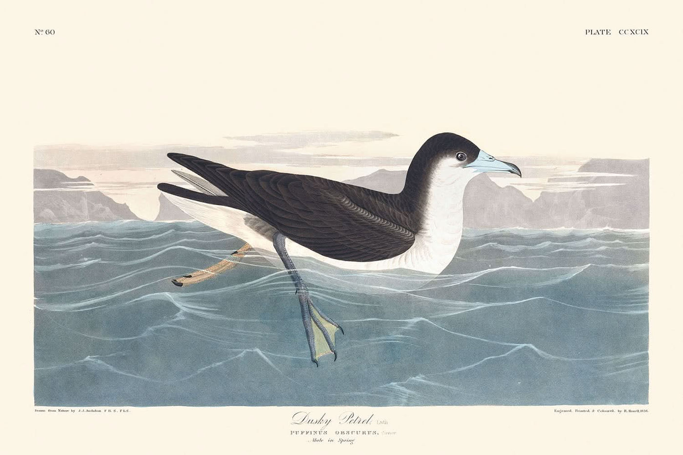 "Dusky Petrel von John James Audubon, 1827"