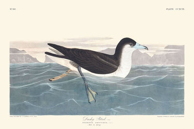 « Pétrel sombre » par John James Audubon, 1827