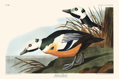 Western Duck by John James Audubon, 1827