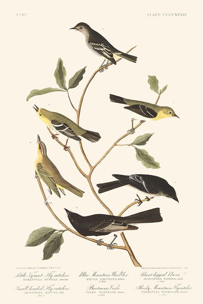 Kleiner Tyrannenschnäpper, Kleinkopfschnäpper, Blauer Bergwaldsänger, Bartramvireo, Kurzbeiniger Pewee, Rocky-Mountain-Fliegenschnäpper von John James Audubon, 1827