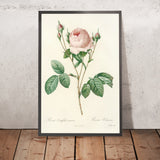 Rosa centifolia Carnea by Pierre Joseph Redouté, 1817