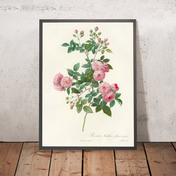 A framed image of Multiflora Rose (Rosa multiflora carnea) by Pierre Joseph Redouté, 1817