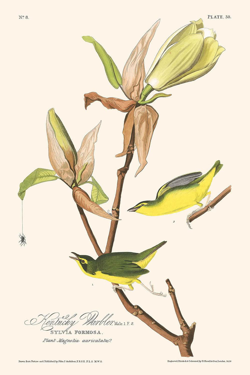 Visualiser thumbnail artwork