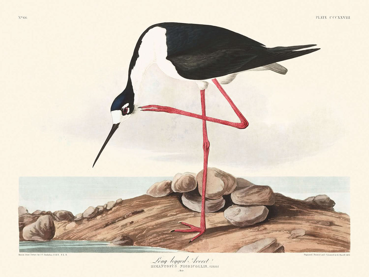 Avoceta de patas largas, de John James Audubon, 1827