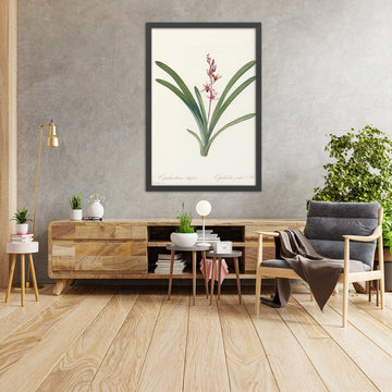 A framed image of Epidendrum aloifolium by Pierre Joseph Redouté, 1802