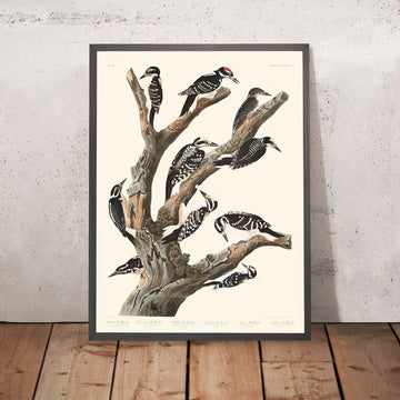 Muchos pájaros carpinteros diferentes (Placa 417) por John James Audubon, 1827 