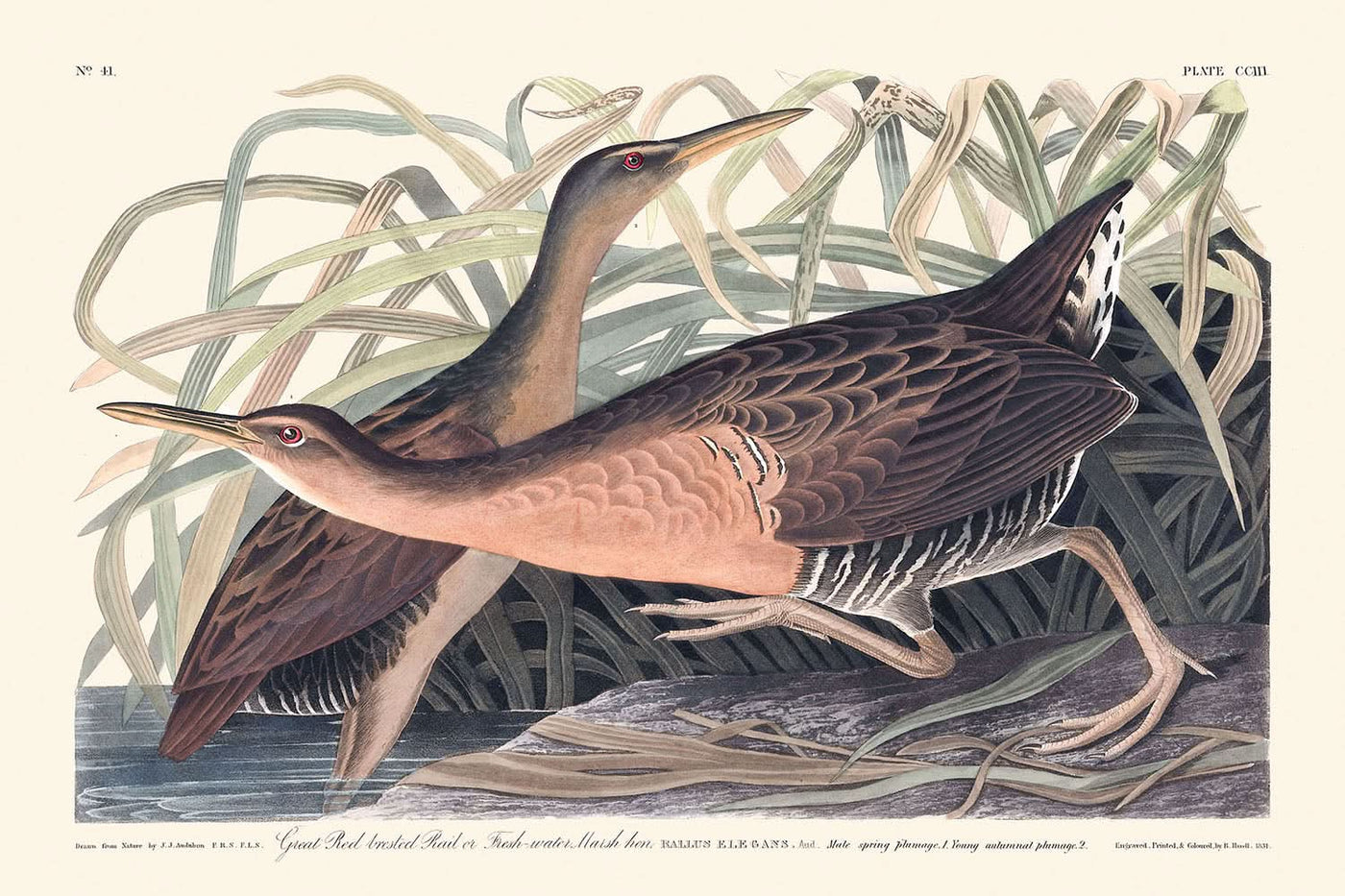 Süßwasser-Sumpfhuhn von John James Audubon, 1827