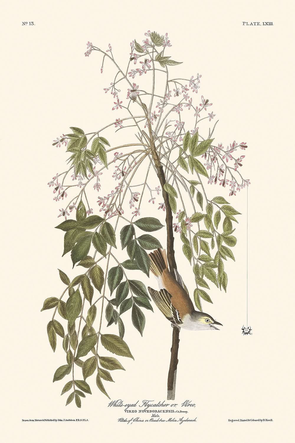 Weißaugen-Fliegenschnäpper oder Vireo von John James Audubon, 1827