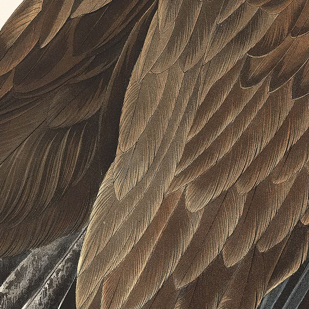 Weißkopfseeadler von John James Audubon, 1827