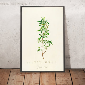 A framed image of Ziziphus Sabina (Plate 24) by Pierre Joseph Redouté, 1813