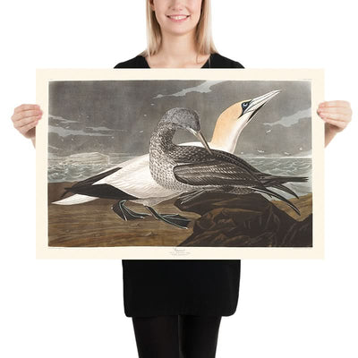 Gannet by John James Audubon, 1827