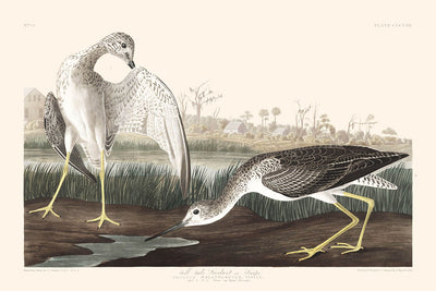 Tell-tale Godwit or Snipe by John James Audubon 1827