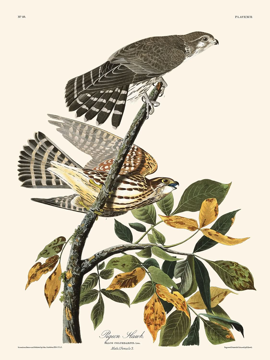 Taubenfalke von John James Audubon, 1827