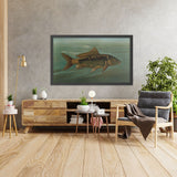 Mirror Carp (Cyprinus carpio) by John L. Petrie, 1898