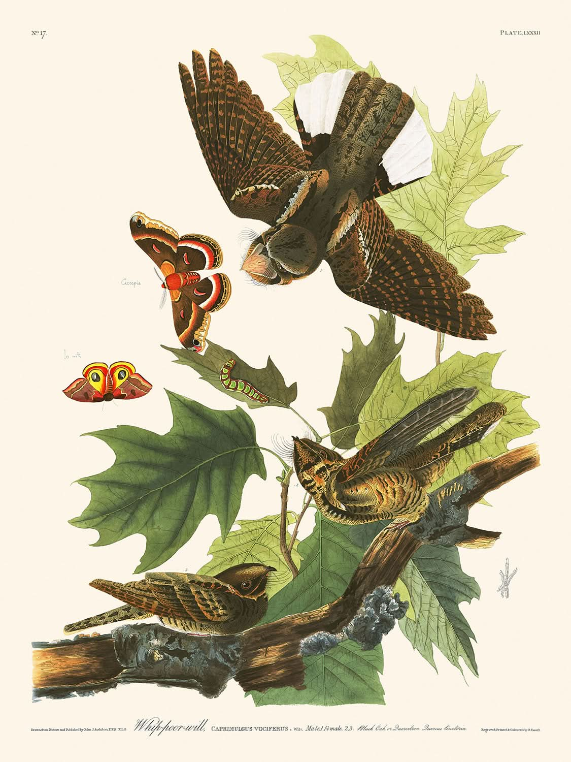 Chotacabras de John James Audubon, 1827