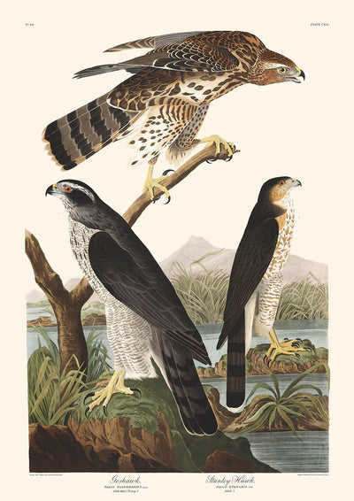 Stanley Hawk by John James Audubon, 1827