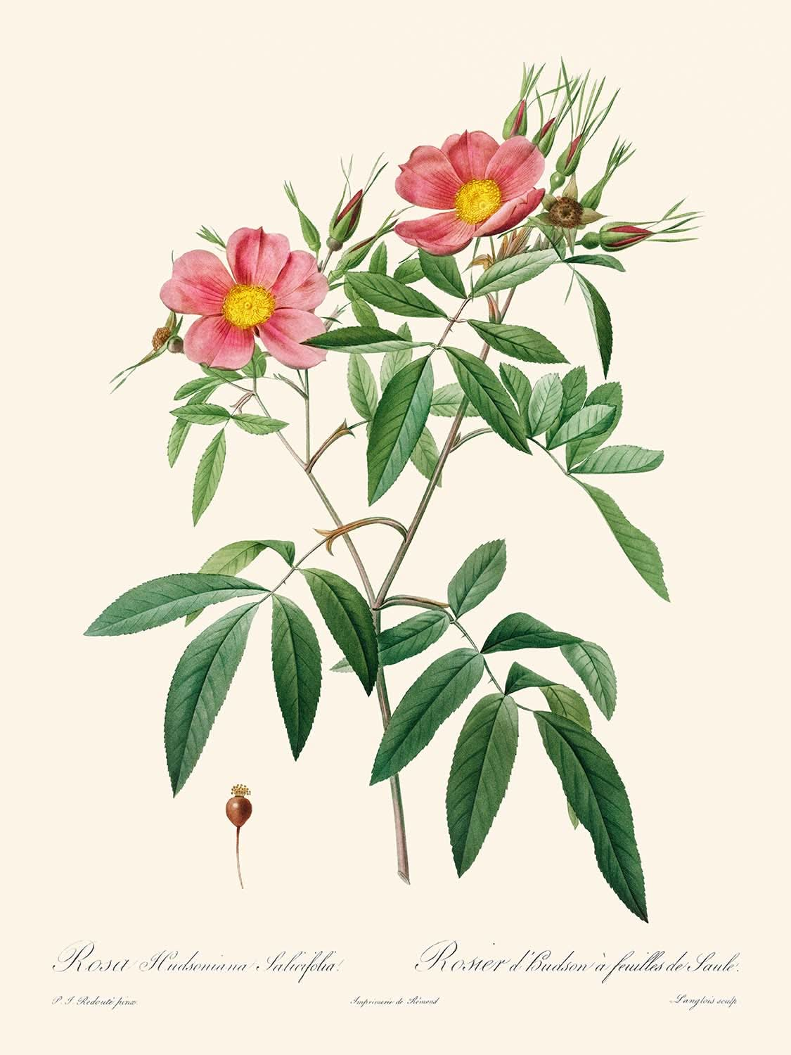 Rosa Hudsoniana Salicifolia von Pierre-Joseph Redouté, 1817