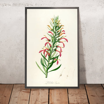 A framed image of Lobelia excelsa (Plate 46) by Pierre Joseph Redouté, 1813