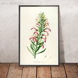 Lobelia excelsa (Plate 46) by Pierre Joseph Redouté, 1813