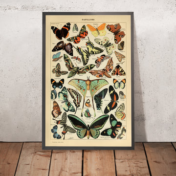 A framed image of Butterflies by Adolphe Millot 1890
