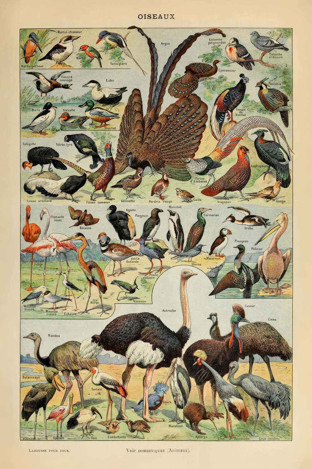 Birds (1) by Adolphe Millot, 1890 - Fowl, Flamingo, Seabirds, Flightless Birds