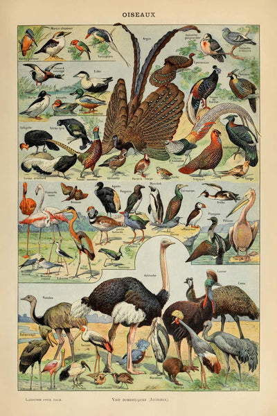Birds (1) by Adolphe Millot, 1890 - Fowl, Flamingo, Seabirds, Flightless Birds