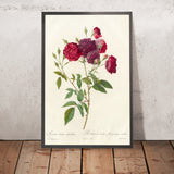 Rosa indica subviolacea by Pierre Joseph Redouté, 1817