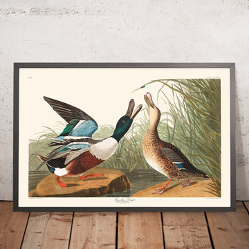 Une image encadrée du Canard souchet par John James Audubon, 1827