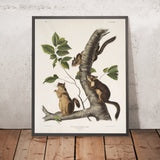 Douglas’s Squirrel (Sciurus douglassii) by John Woodhouse Audubon, 1845