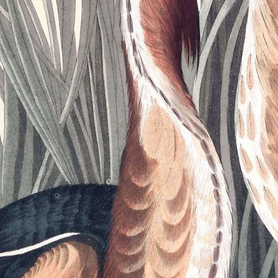 Zwergdommel von John James Audubon, 1827