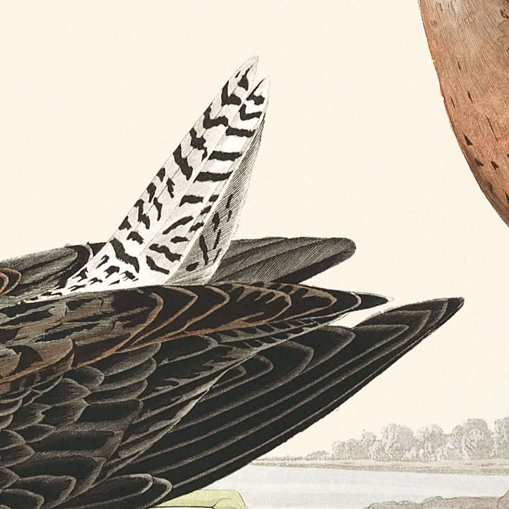 Rotkehlchen-Bekassine von John James Audubon, 1827