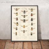 Flies (Diptera, Plate 10) by Frederick DuCane Godman, 1879