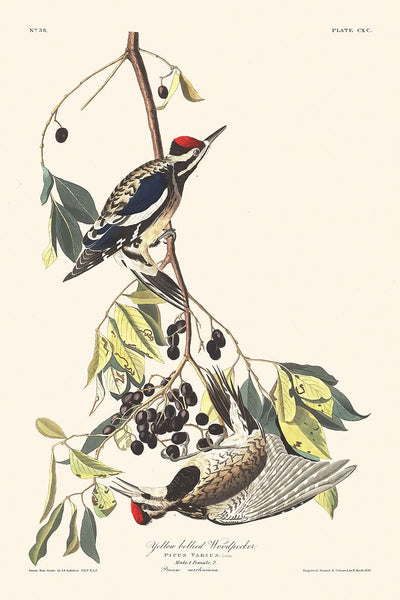 Gelbbauchspecht von John James Audubon, 1827