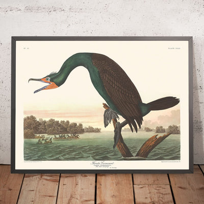 Florida-Kormoran von John James Audubon, 1827