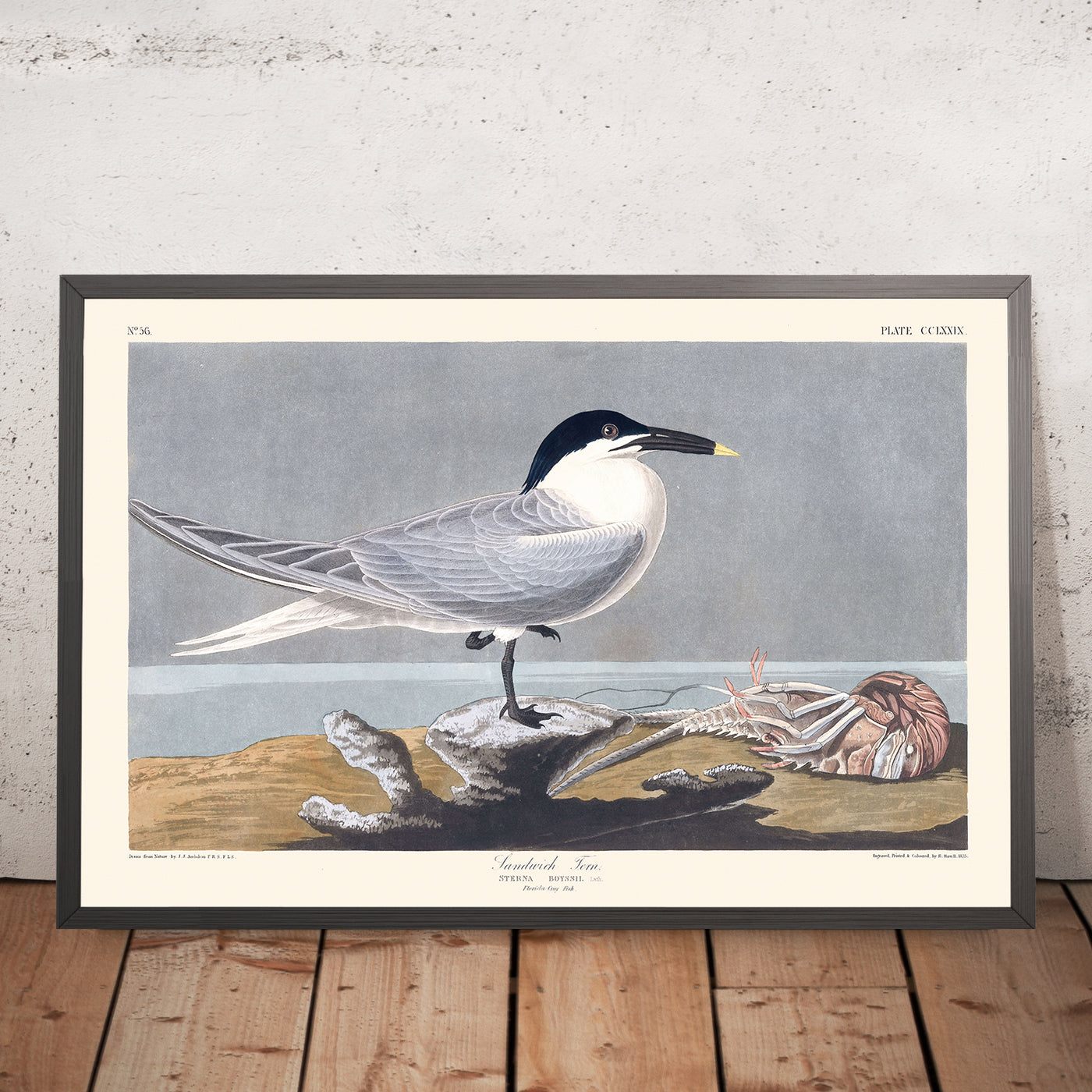 A framed image of Sandwich Tern by John James Audubon, 1827