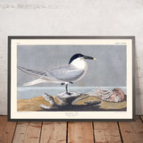 Gaviota Sándwich de John James Audubon, 1827 