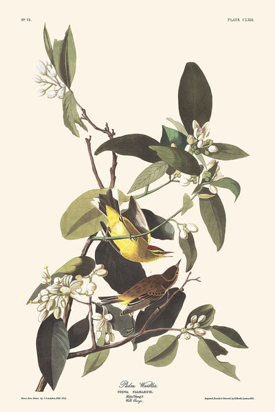 Palmenwaldsänger von John James Audubon, 1827