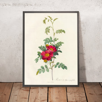 A framed image of Alpine Rose (Rosa alpina debilis) by Pierre Joseph Redouté, 1817