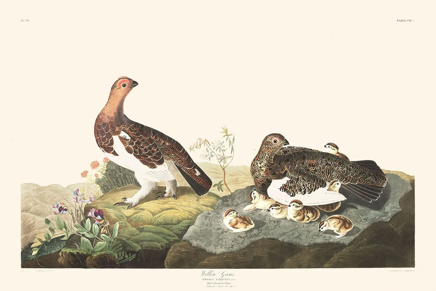 Willow Grouse oder Große Schneehühner von John James Audubon, 1827 