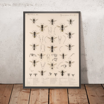 A framed image of 