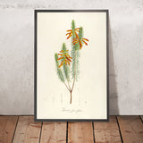 Erica grandiflora (Plate 10) by Pierre Joseph Redouté, 1813