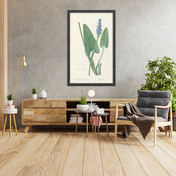 A framed image of Pickerel Weed (Pontederia cordata) by Pierre Joseph Redouté, 1802