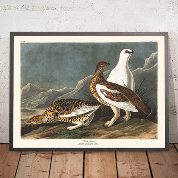 Una imagen enmarcada de la Perdiz nival de las rocas de John James Audubon, 1827