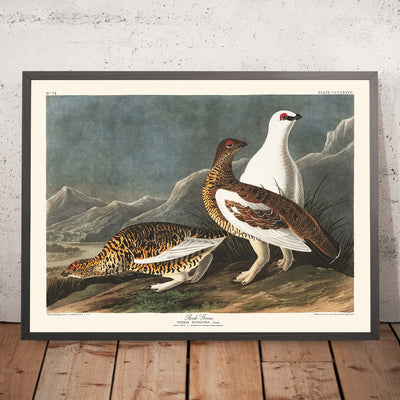 A framed image of Rock Grouse by John James Audubon, 1827